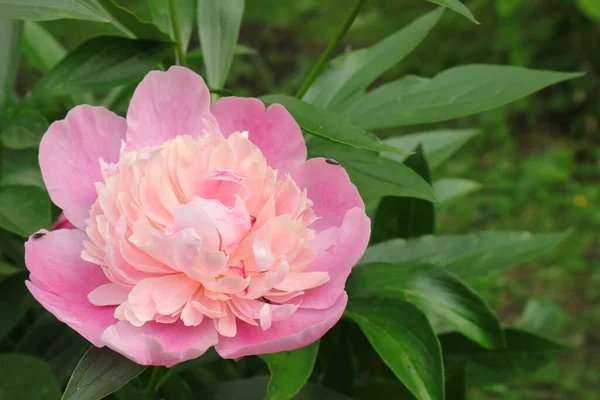 Achtergrond Met Pioenen Voor Telefoons Tablets Pioenenzomer Telefoon Met Bloemen — Stockfoto