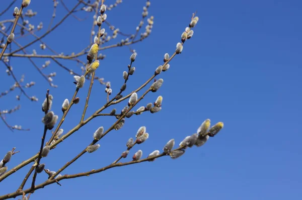 Blue Ukrainian Sky Yellow Blue Colors Nature Colors Ukraine — Stock Photo, Image