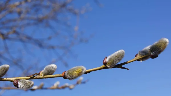 Blue Ukrainian Sky Yellow Blue Colors Nature Colors Ukraine — Stock Photo, Image