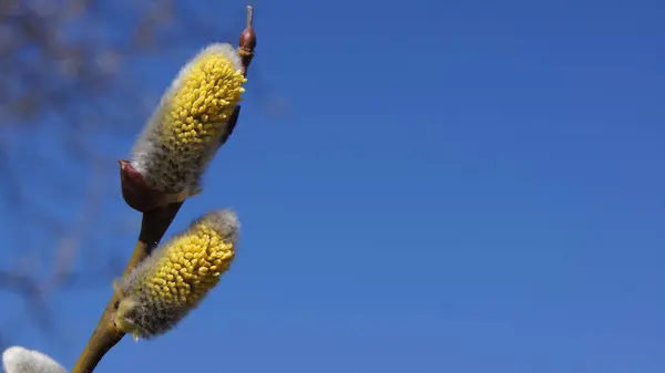 Blue Ukrainian Sky Yellow Blue Colors Nature Colors Ukraine — Stock Photo, Image