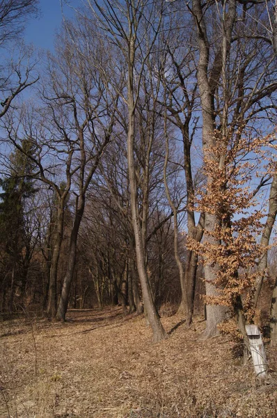 Bos Bij Het Dorpje Verbiv Regio Brzezany Goed Verzorgd Bos — Stockfoto