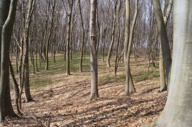 Brzezany bölgesindeki Verbiv köyü yakınlarında bir orman. Hoş geldin, bakımlı orman.. 