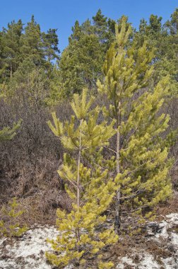  Kozalaklı orman. Ukrayna ormanlarına özenle bakmış. Brzezany bölgesindeki Verbiv köyü yakınlarında kozalaklı çalılıklar.. 