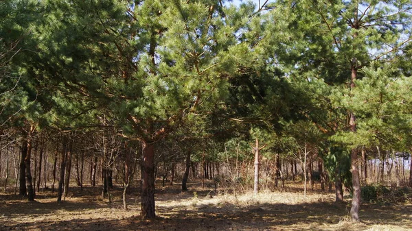 針葉樹林 慎重にウクライナの森の傾向 ブラジルのヴェルビフ村付近の針葉樹の低成長 — ストック写真