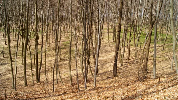 Floresta Perto Aldeia Verbiv Região Brzezany Wel Bosque Preparado — Fotografia de Stock