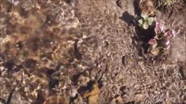 Temiz su kaynaklı. Hızlı bahar akışı. Hızlı su. Çakıl ve bitkiler.