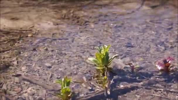 Sumber Air Dari Desa Verbiv Daerah Brzezany Spring Dengan Air — Stok Video