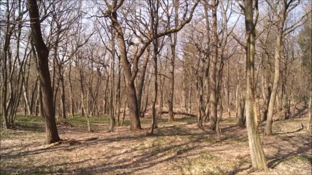 Sotto Cielo Blu Ucraino Primavera Foresta Ucraina Inizio Primavera — Video Stock