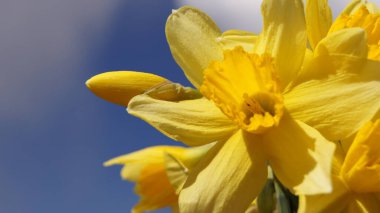 Baharın başında. Ukrayna 'nın renkleri. Mavi Ukrayna gökyüzünün altında. Ukrayna 2022. Ternopil Peace. Gerçek Ukraynalı nergisler.. 