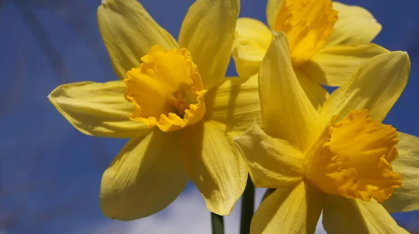 Inizio Primavera Colori Dell Ucraina Sotto Cielo Blu Ucraino Ucraina — Foto Stock