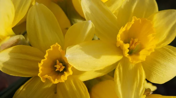 Early Spring Colors Ukraine Blue Ukrainian Sky Ukraine 2022 Ternopil —  Fotos de Stock