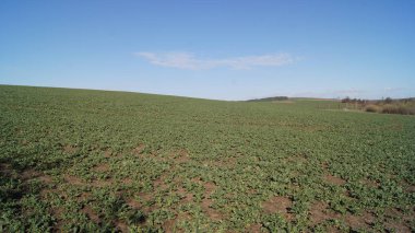 Telefon ve tabletler için doğal bir geçmiş. Brzezany bölgesindeki Verbiv köyünün yakınındaki doğa. Mavi Ukrayna gökyüzünün altında. 