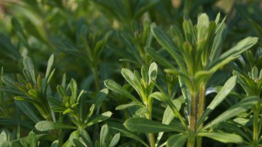 Temel tarla bitkileri. Telefon ve tabletler için doğal arkaplan. 
