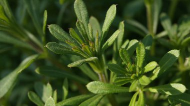 Temel tarla bitkileri. Telefon ve tabletler için doğal arkaplan. 
