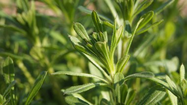 Temel tarla bitkileri. Telefon ve tabletler için doğal arkaplan. 