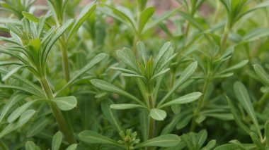Temel tarla bitkileri. Telefon ve tabletler için doğal arkaplan. 