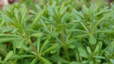 Temel tarla bitkileri. Telefon ve tabletler için doğal arkaplan. 