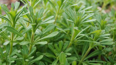 Temel tarla bitkileri. Telefon ve tabletler için doğal arkaplan. 