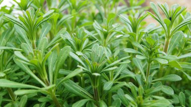 Temel tarla bitkileri. Telefon ve tabletler için doğal arkaplan. 