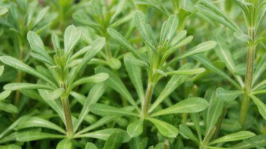 Temel tarla bitkileri. Telefon ve tabletler için doğal arkaplan. 