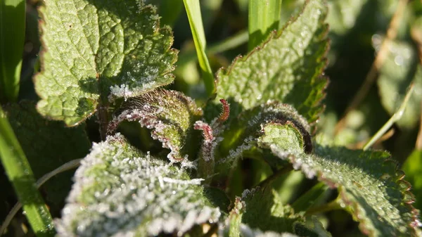 Telefon ve tabletler için doğal bir geçmiş. Baharın başında. Mavi Ukrayna gökyüzünün altında. Ukrayna 'nın Renkleri. 