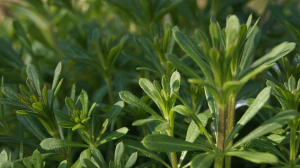 Temel tarla bitkileri. Telefon ve tabletler için doğal arkaplan. 