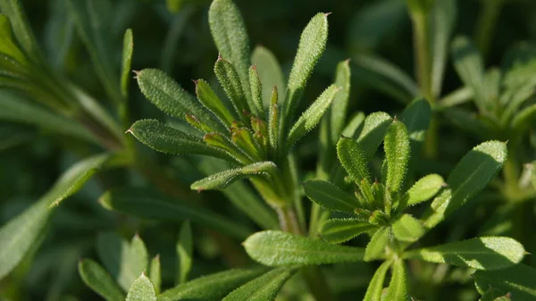 Temel tarla bitkileri. Telefon ve tabletler için doğal arkaplan. 