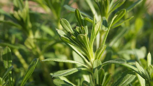 Temel tarla bitkileri. Telefon ve tabletler için doğal arkaplan. 