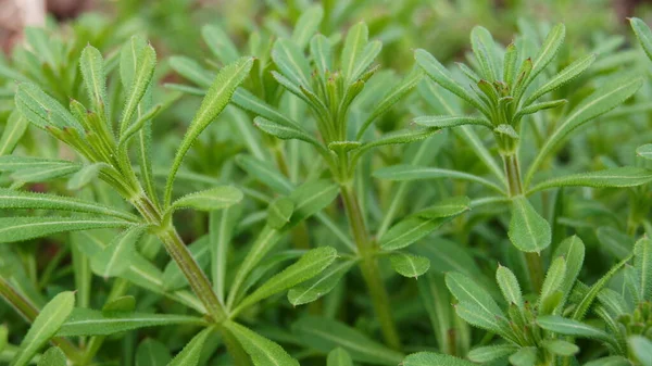 Temel tarla bitkileri. Telefon ve tabletler için doğal arkaplan. 