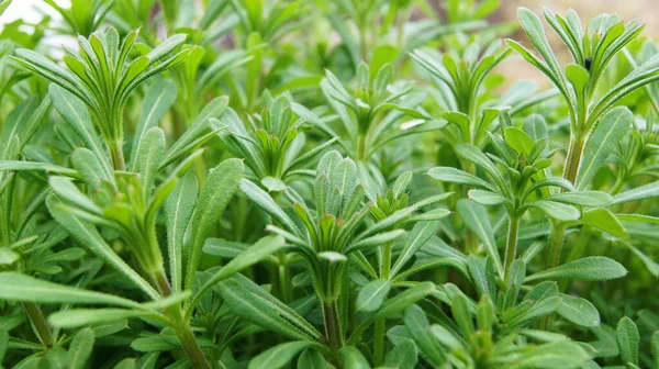 Temel tarla bitkileri. Telefon ve tabletler için doğal arkaplan. 