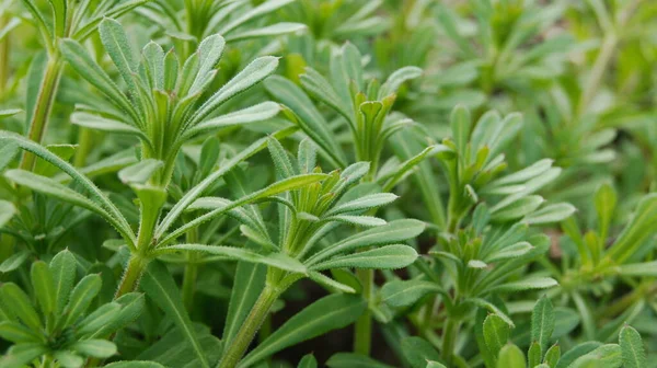 Temel tarla bitkileri. Telefon ve tabletler için doğal arkaplan. 