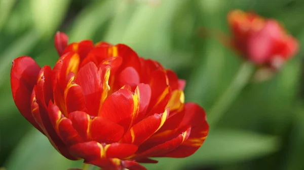 Flowers Home Garden Red Yellow Tulips Background Tulips Phones Tablets — Stock Photo, Image