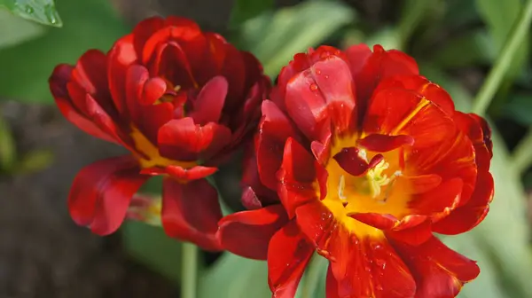 Flores Para Hogar Jardín Tulipanes Rojos Amarillos Fondo Con Tulipanes —  Fotos de Stock
