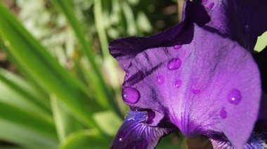 Ukrayna 'nın renkleri. Çok renkli süsen çiçekleri. Ukrayna Çiçek Cumhuriyeti. Telefon ve tabletler için süsen çiçekleri olan arkaplan. 