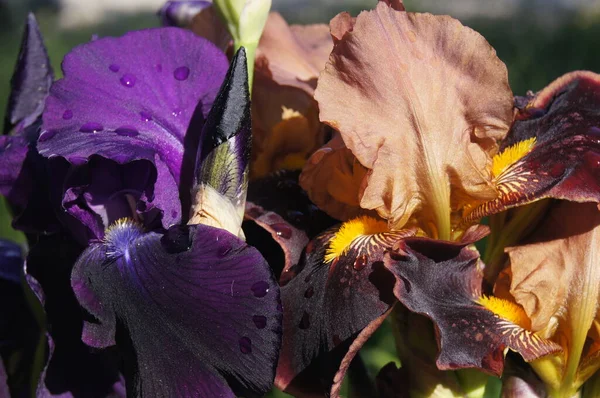Colori Dell Ucraina Iris Multicolori Repubblica Fiore Ucraina Sfondo Con — Foto Stock