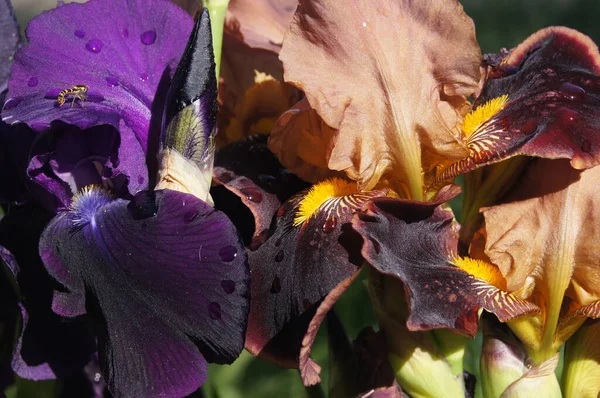 Kleuren Van Oekraïne Meerkleurige Irissen Oekraïense Bloemenrepubliek Achtergrond Met Irissen — Stockfoto