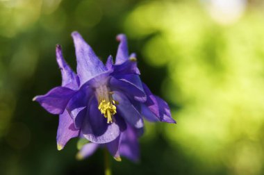 Kartallar kır çiçekleri. Telefon ve tabletler için tarla kartalları. Söğütler ve mavi kartallar. 
