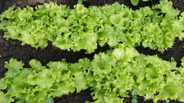 Salat Eine Einjährige Krautige Pflanze Aus Der Familie Der Asteroiden — Stockfoto