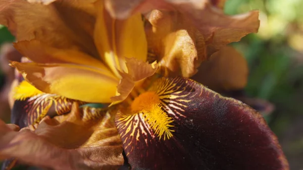 Iris Ucranianos Multicolores Pétalos Iris Fondo Con Iris Para Teléfonos —  Fotos de Stock