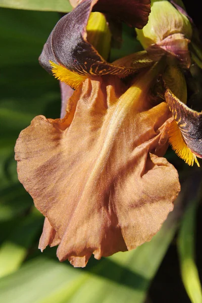 Çok Renkli Ukrayna Irisleri Süsen Yaprakları Telefon Tabletler Için Süsen — Stok fotoğraf
