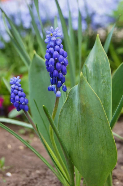 Flores Ucrania Muscari Azul Reino Plantas Flores Fondo Con Flores —  Fotos de Stock