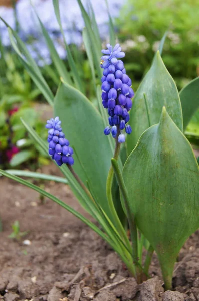 Flores Ucrania Muscari Azul Reino Plantas Flores Fondo Con Flores —  Fotos de Stock
