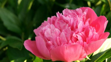 Çalı portakalı şakayıkları. Telefon ve tabletler için çiçekli arka plan. Ev ve bahçe için çiçekler. Ukrayna çiçek tarhı. 