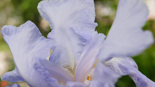 Pétalos Iris Azules Fondo Con Iris Para Teléfonos Tabletas Iris — Foto de Stock