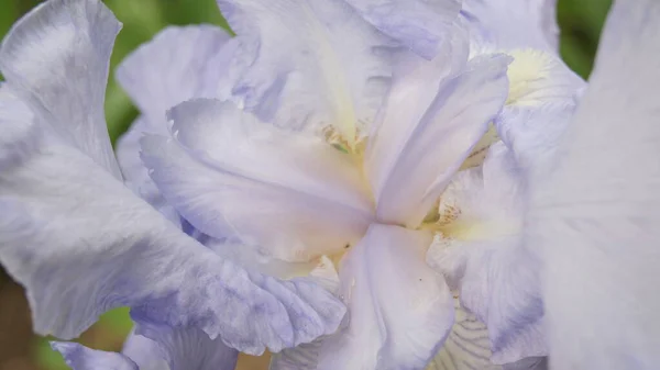 Pétalos Iris Azules Fondo Con Iris Para Teléfonos Tabletas Iris —  Fotos de Stock