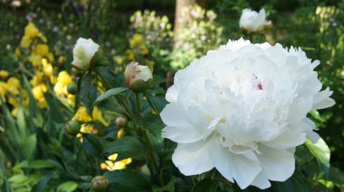 Beyaz şakayıklar. Ukrayna çiçek tarhı. Çiçekler buketler için. Dekorasyon ve hediyeler için çiçekler.