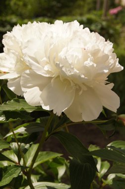 Beyaz şakayıklar. Ukrayna çiçek tarhı. Çiçekler buketler için. Dekorasyon ve hediyeler için çiçekler.