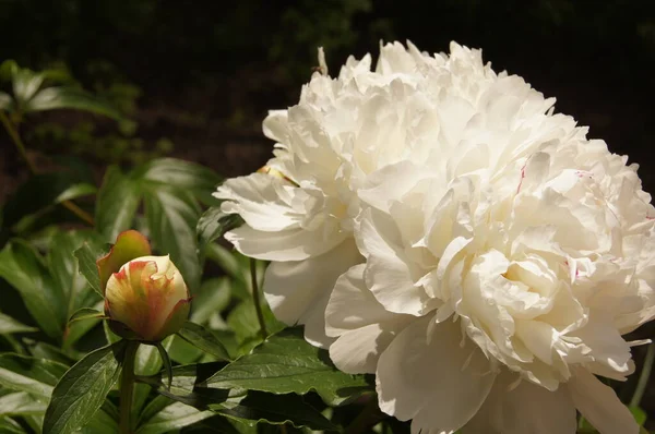 White Peonies Ukrainian Flowerbed Flowers Bouquets Flowers Decoration Gifts — Stock Photo, Image