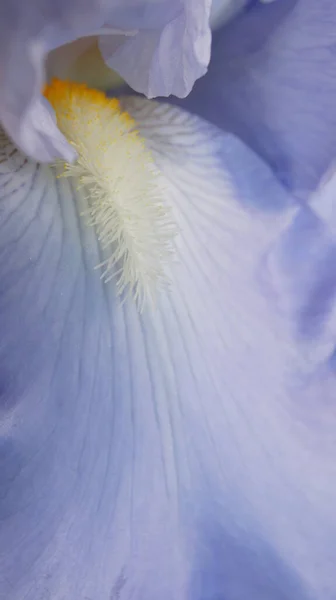 Pétalos Iris Azul Antecedentes Con Iris Para Llevar Comprimidos Colores —  Fotos de Stock