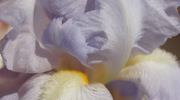 Blauwe Iris Achtergrond Met Iris Voor Dragende Tabletten Kleuren Van — Stockfoto